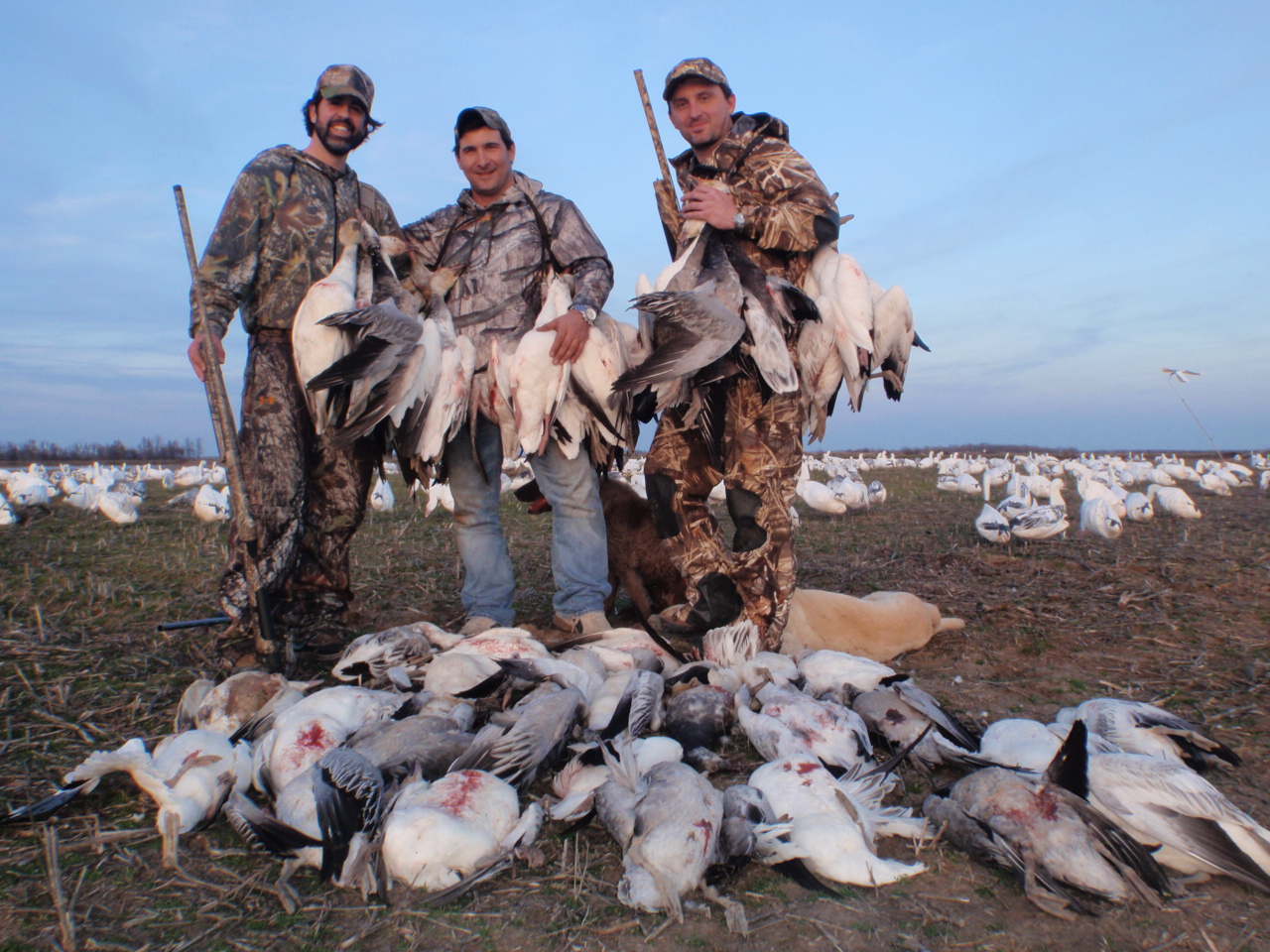 Early Snow Goose Shoot-Up: How to Decoy Snow Geese