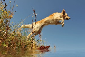 Leaping-lab