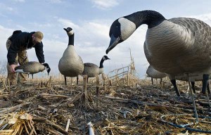 Using Motion In Your Decoys