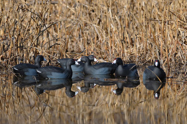 Using small decoy spreads for duck hunting