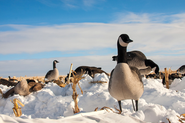 Best New Waterfowl Decoys for 2015
