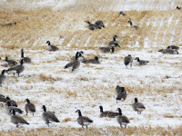 canada goose hunting new hampshire