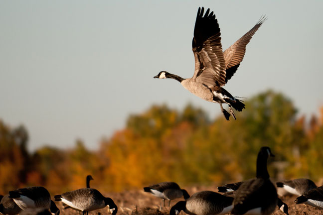 Hunting ducks in Canada