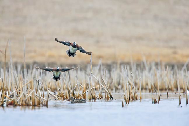 public-land-duck-hunting