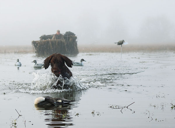 8 Awesome Ducks Hunts You Can Do Right Now