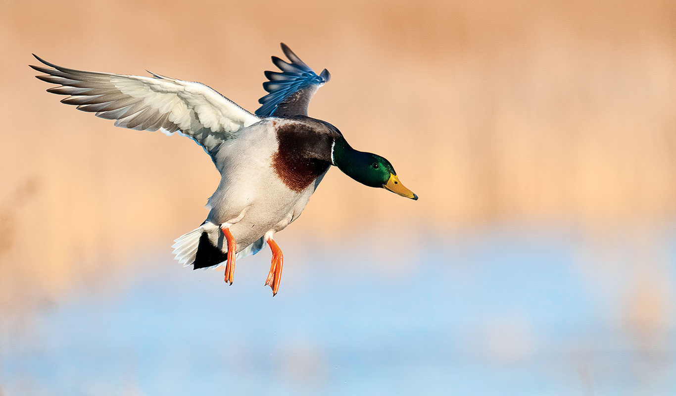 Banded Greenhead Surprises Waterfowler With Its Travels Mallard