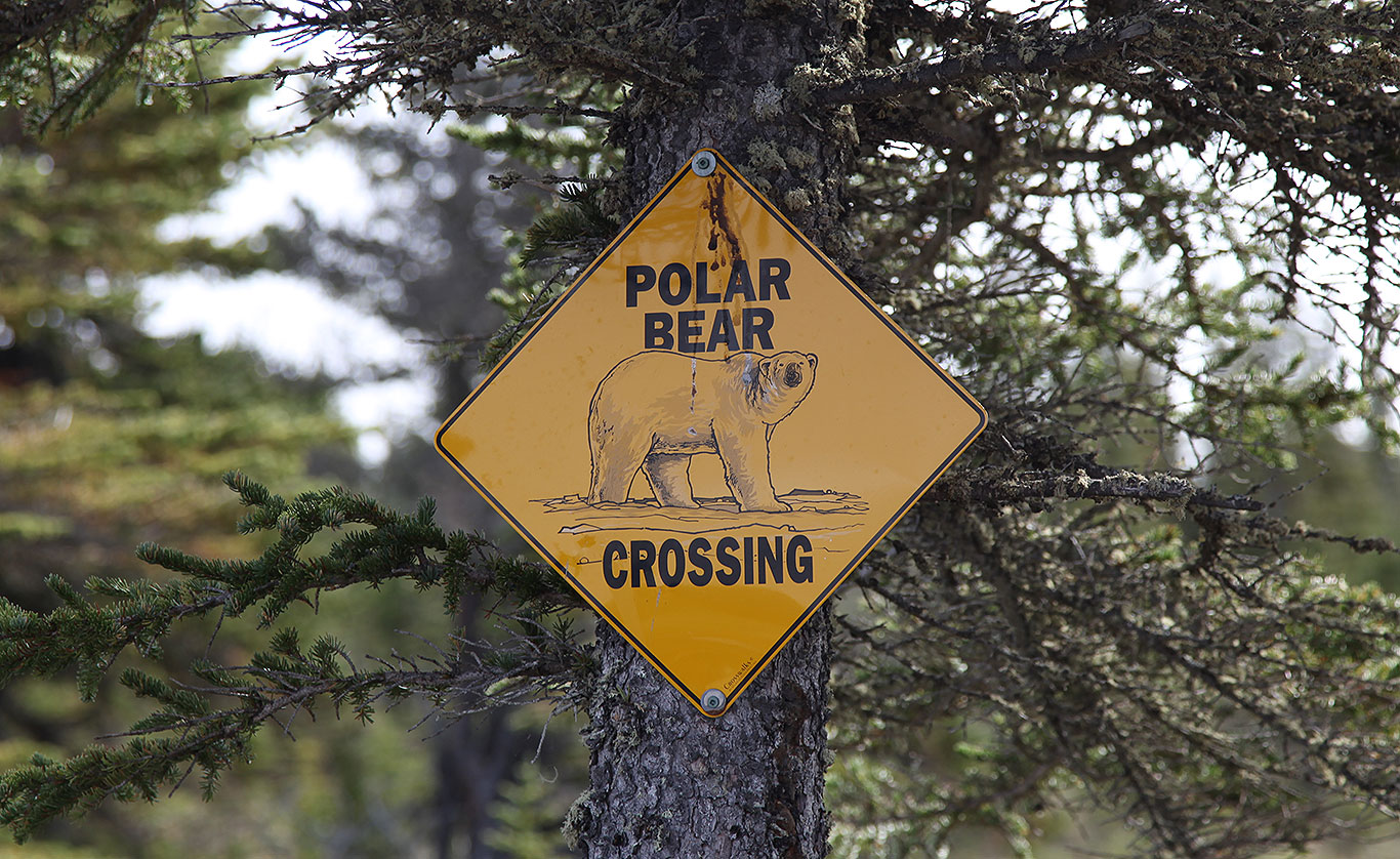 manitoba-waterfowl-polar-bear-crossing