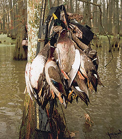 Green TÄ±mber Duck Hunting In Arkansas