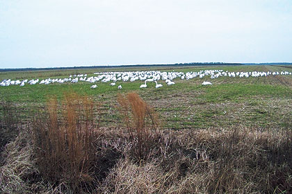 Hunting Tundra Swans In The Tar Heel State