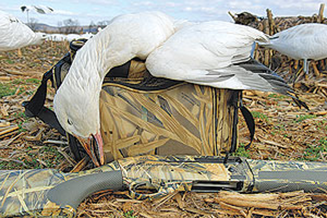 Without question, spring snow goose hunting requires a large decoy spread. But the act of merely