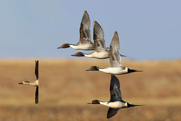 8 Great Strategies for Duck Hunting
