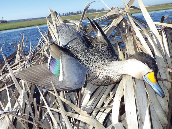 Goose Hunting Florida: The Ultimate Guide to Bagging Big Birds