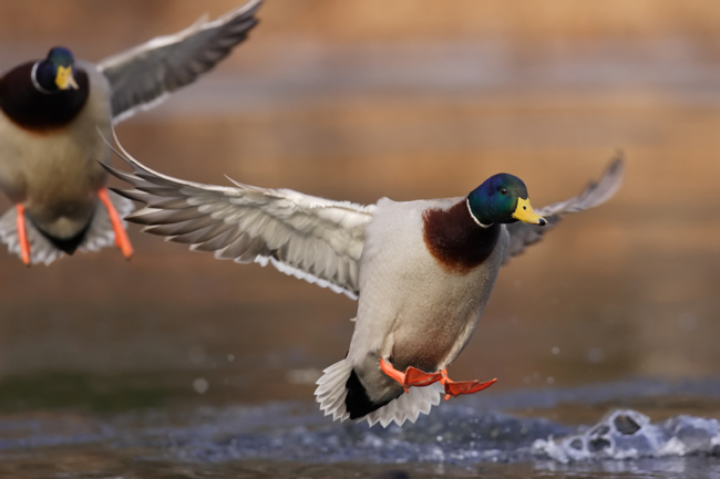 Wildfowl's Guide to Public Land Duck Hunting Etiquette 