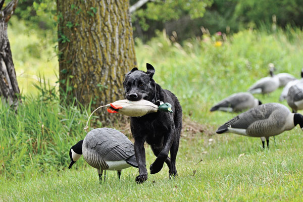 Picking the Right Pedigree for Your Gun Dog