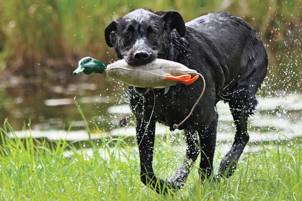 How to Turn Your Duck Dog Into a Pro