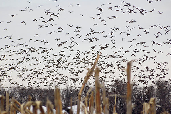 Waterfowl Forecast Points to Promising Year for Duck Hunters