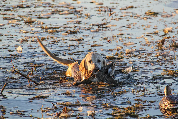 Tips for Protecting Your Bird Dog on Cold Water Retrieves