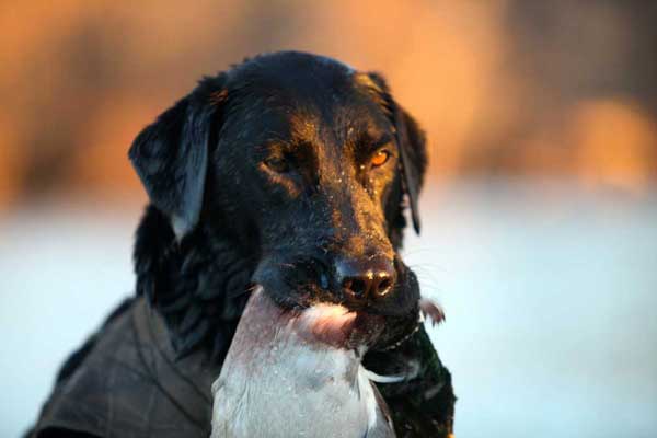 15 Awesome Retrieving Photos You Need to See