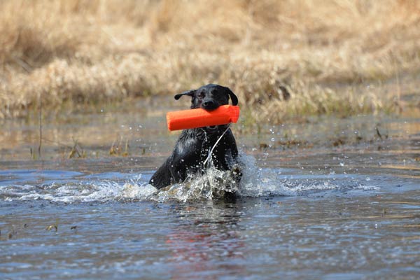 3 Retriever Training Exercises for the Time-Strapped Waterfowler