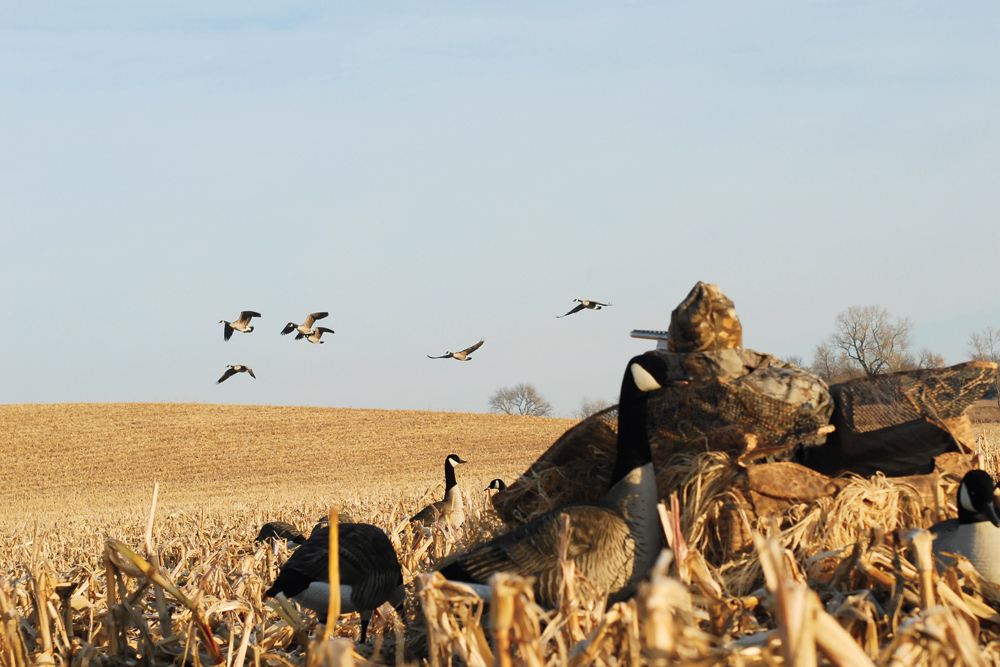 Best New Waterfowl Blinds and Layouts for 2015
