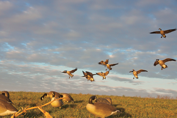 Killer Waterfowl Loads and Chokes for 2015