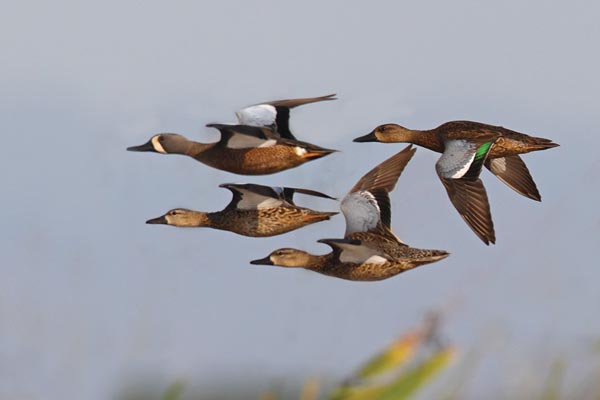Why Early Teal Season is the Best