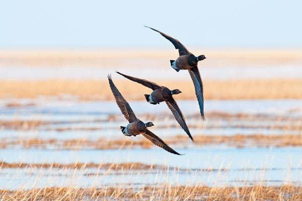 9 Affordable Waterfowl Hunts