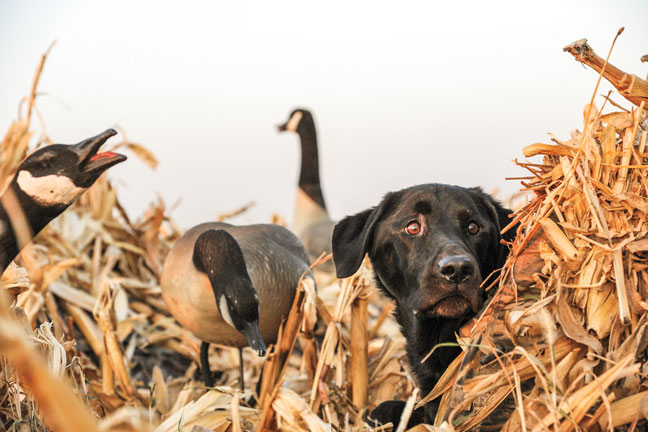 Teach Your Distracted Dog to Focus on the Hunt