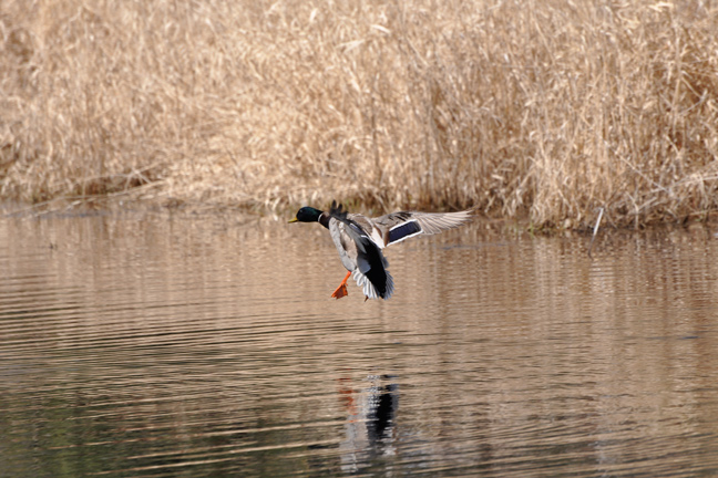 7 Top Reasons to Duck Hunt Small Waters