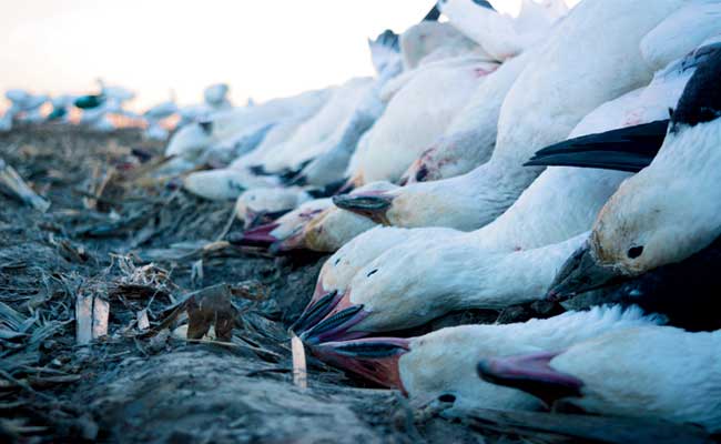 Hunting Snow Geese Solo