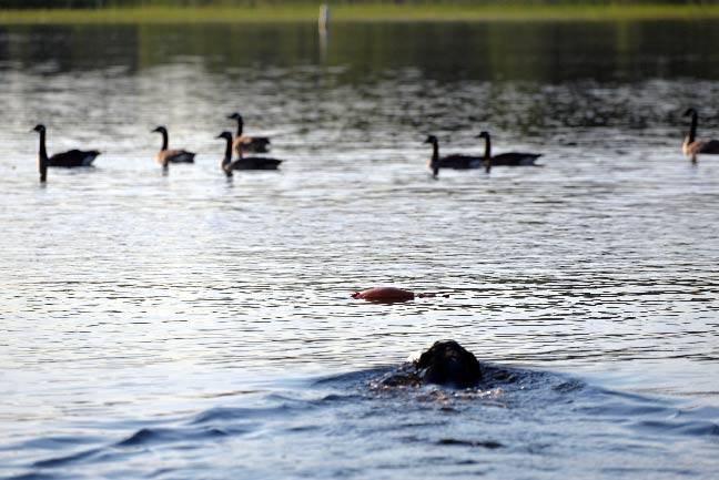 Training Tips for Your Distracted Duck Dogs