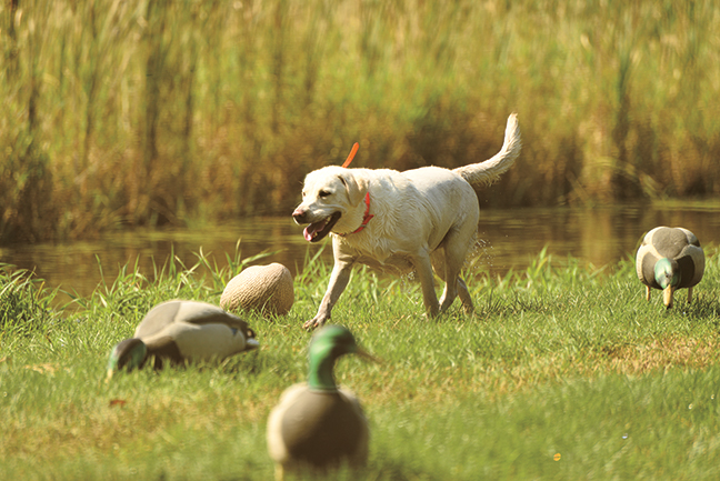 How to Start Over When You Lose a Gun Dog