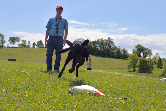 Does Your Duck Dog Need A Pro Trainer's Help?